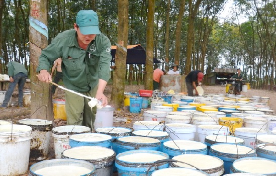Sớm thu hồi đất cao su