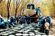 Giá cao su kỳ hạn tại Tokyo ngày 10/6 hồi phục sau khi giá dầu tăng