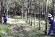 Nông dân Tây Ninh "chật vật" với cây cao su