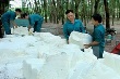 Trái chiều với thế giới, giá mủ cao su trong nước vẫn ổn định
