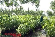 Trồng mới, tái canh đảm bảo đúng thời vụ