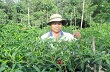 Thu nhập cao nhờ trồng xen hoa màu trong vườn cao su non