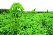 Trồng xen: Còn đó những băn khoăn