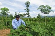 Mô hình trồng xen cây họ đậu (*)