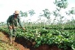 Trồng xen khoai lang thu nhập cao