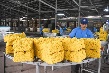 Nhu cầu tiêu thụ cao su thiên nhiên và tổng hợp trên thế giới sẽ đạt 31,7 triệu tấn vào năm 2019