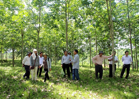 Thuận lợi và khó khăn trong phát triển cao su ở Thừa Thiên - Huế 