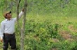 Thu tiền triệu mỗi ngày từ cao su