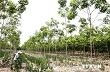 Không trồng xen cây cao su trong rừng phòng hộ Dầu Tiếng