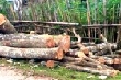 Giá dầu tăng, cao su trở lại “vàng trắng”?