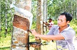 “Vàng trắng” ở vùng cao 