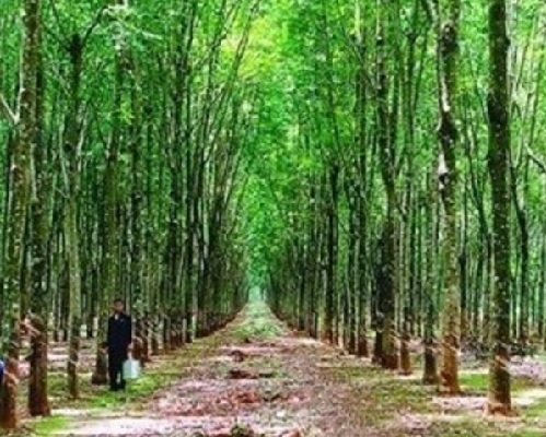 TT cao su châu Á ngày 6/2/2020: Giá tại Tokyo tăng