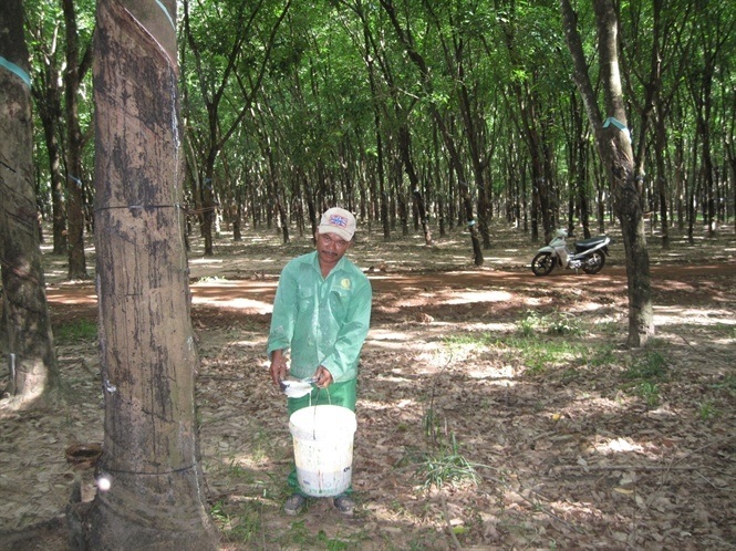 VRG thúc đẩy trồng rừng cao su bền vững 