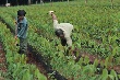 Xác định từng tiểu vùng để chọn giống thích hợp