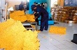 Chính phủ Thái Lan chưa quyết định mở rộng chương trình thu mua cao su