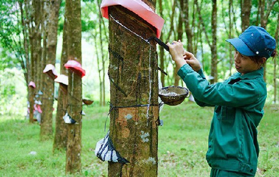 Nếu không chuyển đổi sang phát triển cao su bền vững thì Việt Nam sẽ khó mà ở lại Top 3 thị phần thế giới. 
