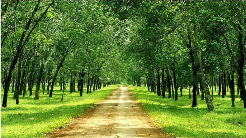 PEFC tổ chức Hội thảo trực tuyến về kết quả bước đầu và kinh nghiệm để đạt chứng chỉ quốc tế cho sản phẩm từ cao su