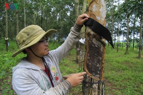 Xuất khẩu cao su giảm trong 2 tháng đầu năm 2019 