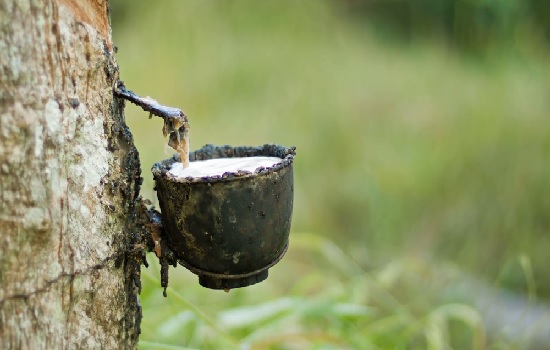 Giá cao su hôm nay 26/1: Thị trường tăng giảm trái chiều