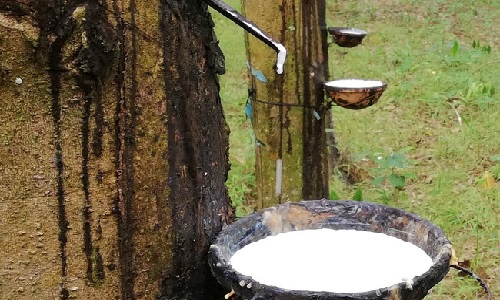 Giá cao su Nhật Bản giữ đà tăng nhờ tăng trưởng kinh tế trong nước