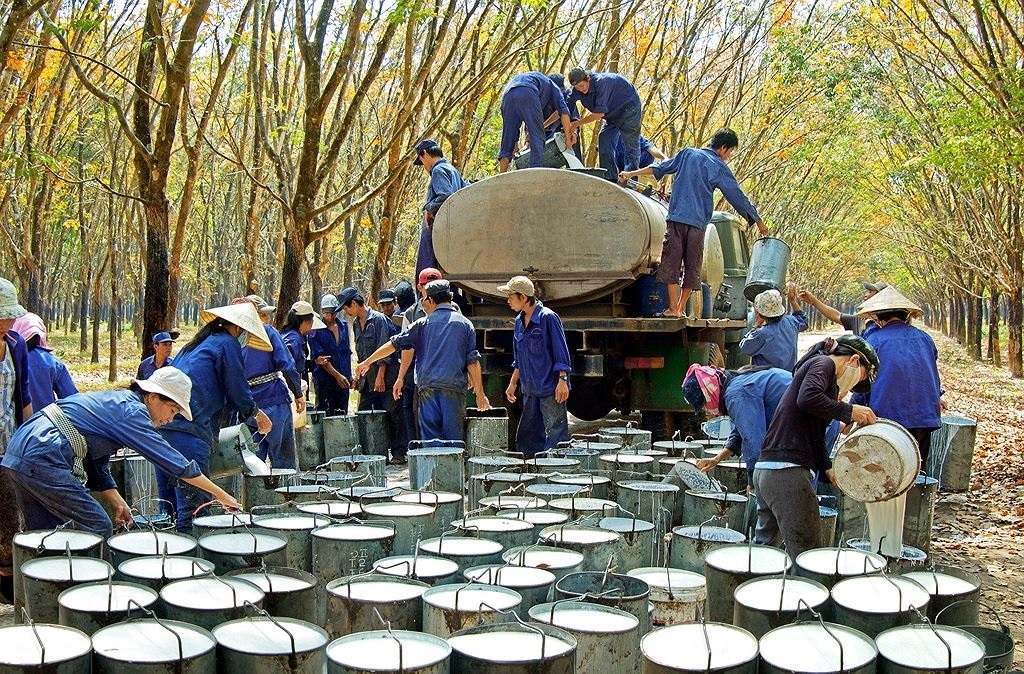 Xuất khẩu cao su tăng hơn 116% trong quý I