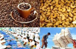 Xuất khẩu mủ cao su tại Thanh Hóa đình trệ vì giá thấp